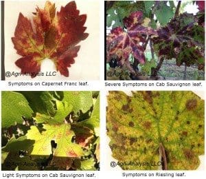 Symptoms of Red Blotch. Click image for full size view.