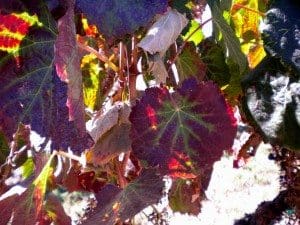 Grapevine red blotch associated virus in a red grape variety (Malbec)