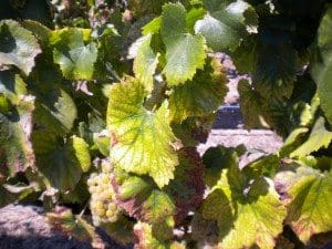 Grapevine red blotch associated virus in a white grape variety (Chardonnay)