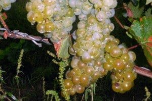 The reliable Finger Lakes Riesling vines remain in abundance for harvest