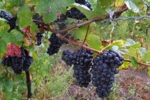 Pinot Noir hanging ready for the Finger Lakes harvest at Leidenfrost Vineyard