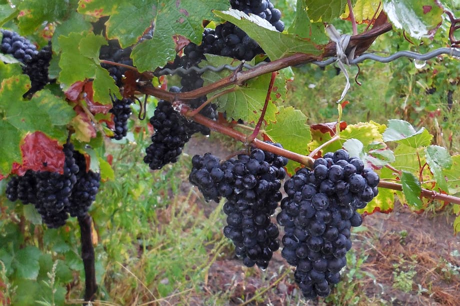 Pinot Noir Leidenfrost Vineyard