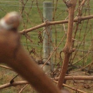 Riesling buds beginning to swell.