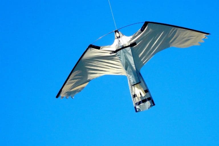 falcon-kite