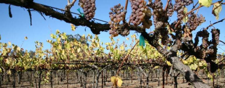 Dried grapes on vine