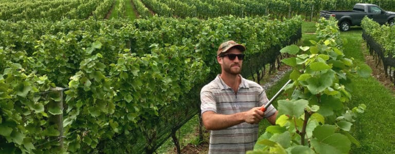 Alba Vineyard 920x360