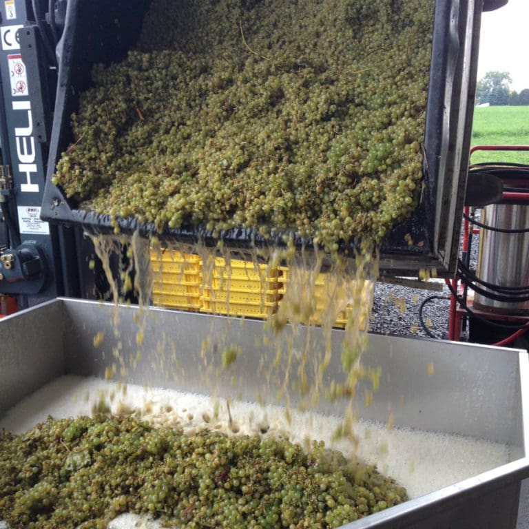 Trcuk Offload Riesling