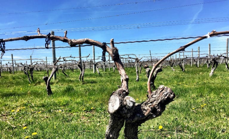 Macari Vineyard 920