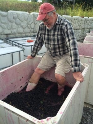 Steve Casscles stomping grapes