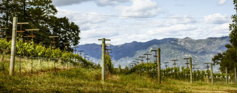 Smith-Madrone Hillside Vineyard