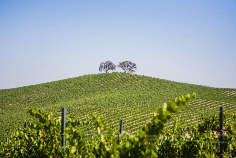 Parrish Vineyard 920