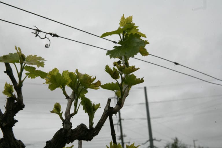 Gray weather and vine