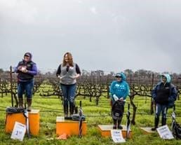 Napa County Pruning Contest