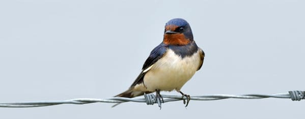 Swallow_600