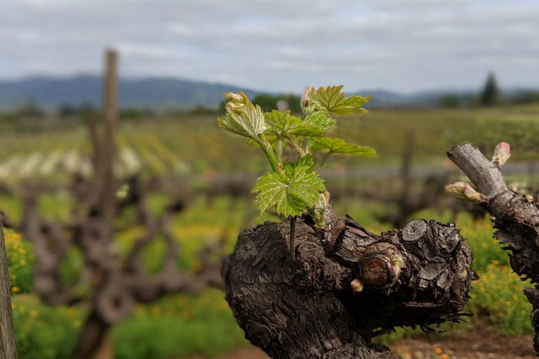 Bud Break Cropped