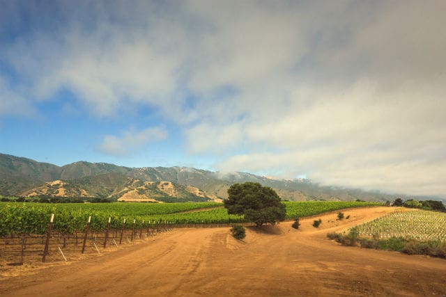 McIntyre Family Wines