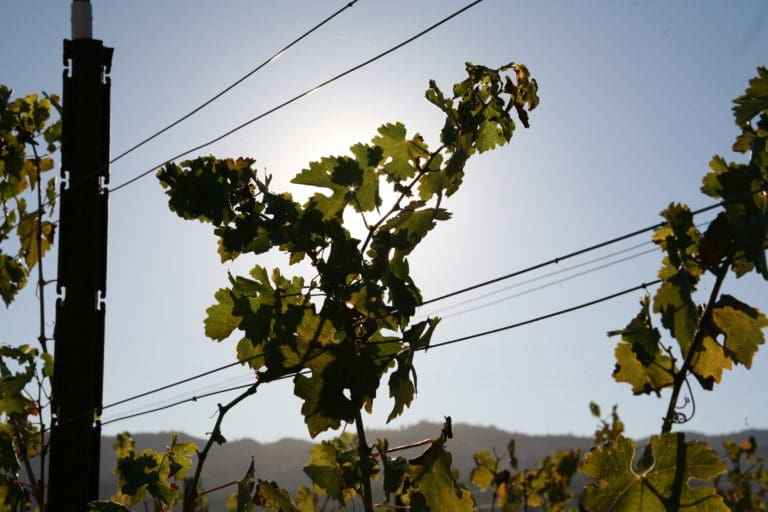 Vines in front of sun