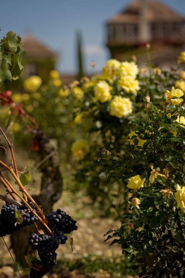 Smith Haut Lafitte vines and flowers