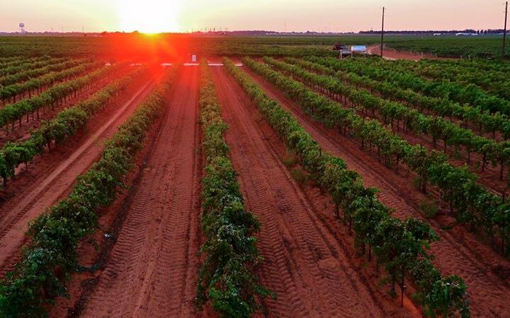 Reddy Vineyards at Sunset