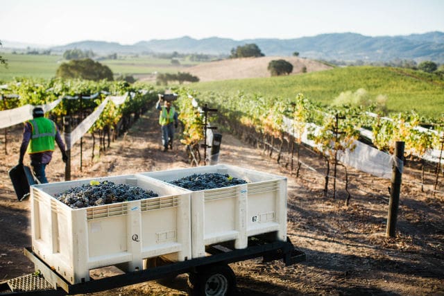 Napa Valley Grapegrowers Harvest Preview - Sarah Anne Risk-6