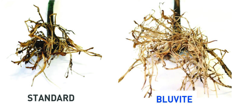 bluvite3