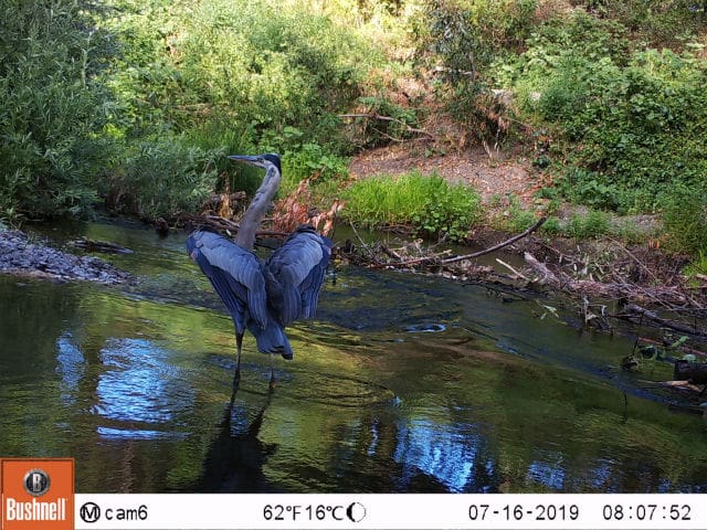 Gamble Napa River Restoration