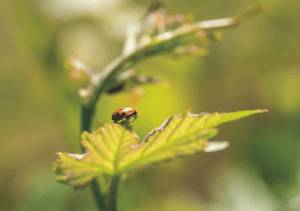 Lady Bug on Leaf
