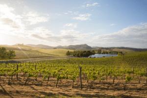 Cuvaison Vineyards