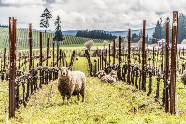 Sheep at King Estate