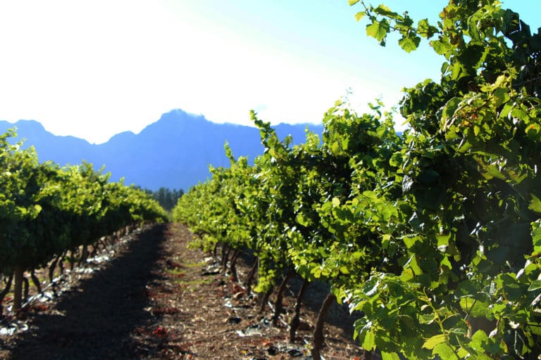 Nederburg Harvest 2020 (2)