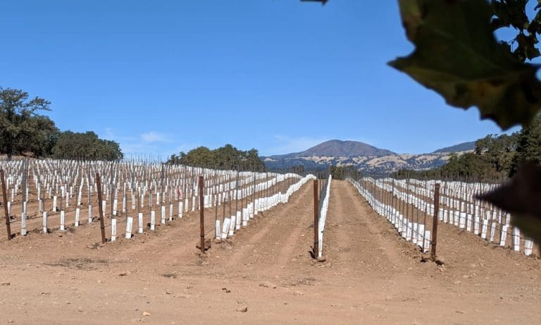 New Jordan Vineyard Planting
