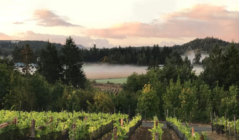 BG Vineyards