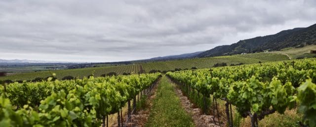 Sleepy Hollow Vineyards