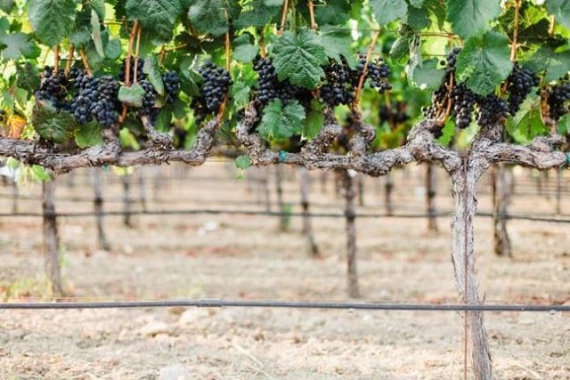 Napa Vineyards
