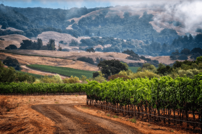 sangiacomo_vineyard