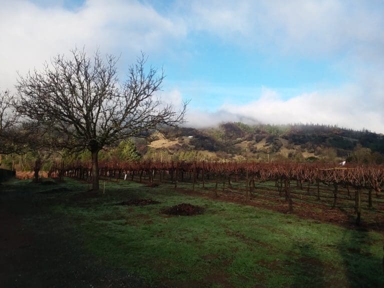 Redwood Valley2
