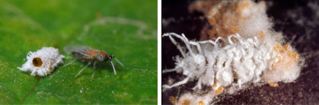 Vine mealybug natural enemies - Anagyrus and Cryptolaemus larvae