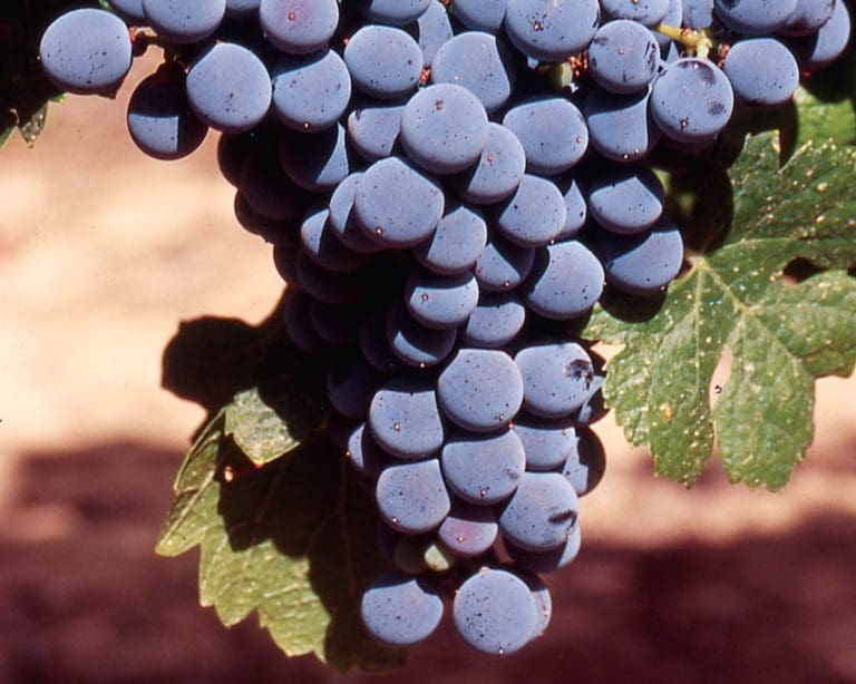 Marselan_N__grappe_ (1)