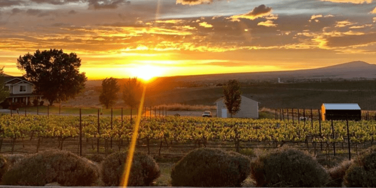 Tinte Estates Vineyard sun