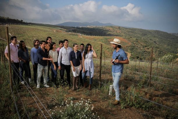 Guanajuato vineyards