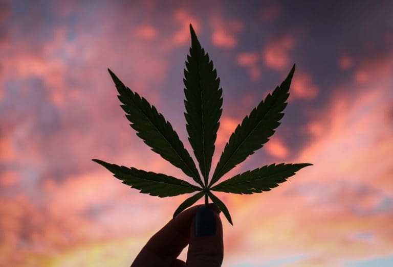 Cannabis Leaf / Kym MacKinnon, Unsplash