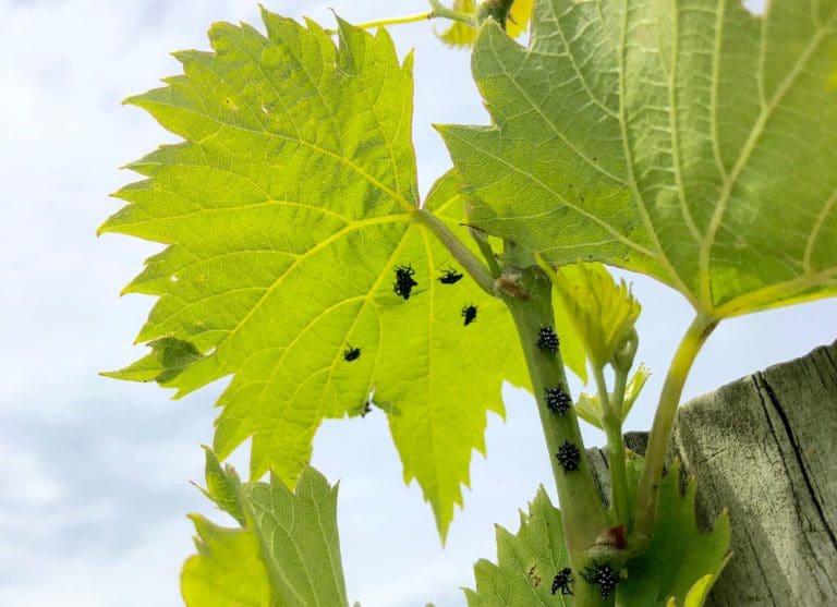 Spotted Lanterflies attack vines at Vyncrest Vineyard & Winery / Photo Credit: Robin Shreeves