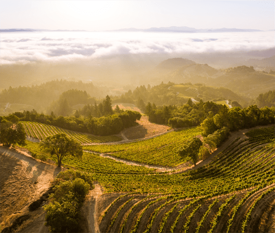 Spring Mountain Vineyard