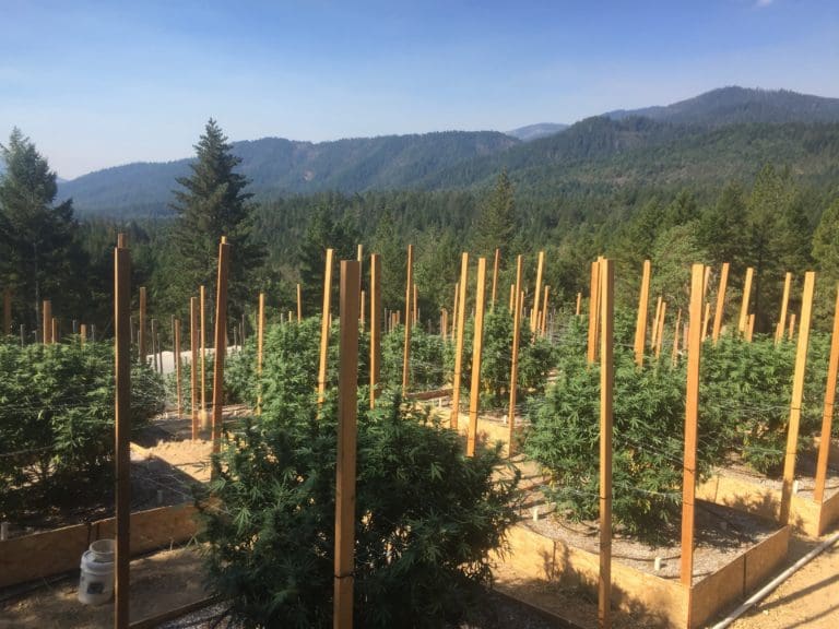 Researchers are trying to better understand how expanded cannabis acreage is affecting water resources. Photo by Hekia Bodwitch