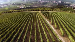 Tedeschi_vineyards