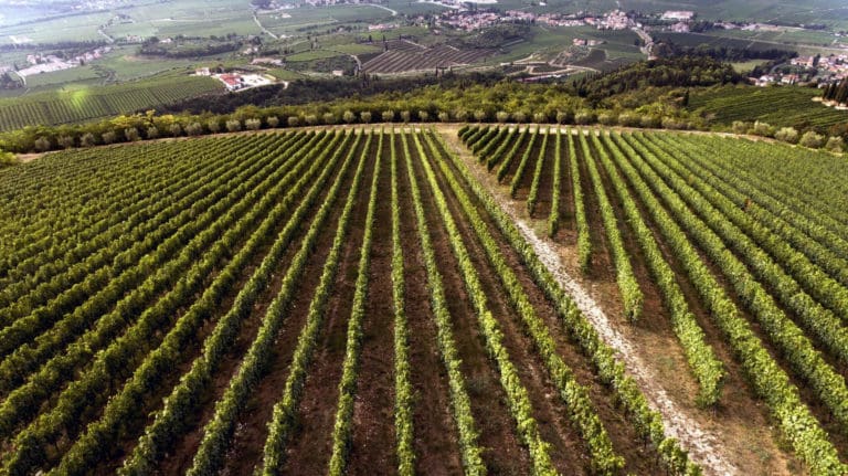 Tedeschi_vineyards