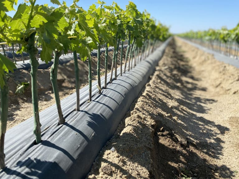 Dormant nursery in spring