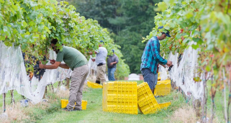 First harvest at Camden County College in Blackwood, NJ / Camden Community College