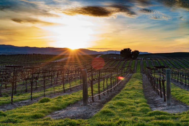 Paso Robles Vineyard Sunset / Unsplash