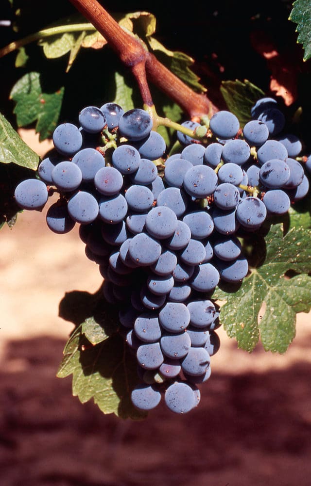 Marselan—one of the newly INAO-approved Bordeaux grape varieties